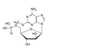 Fludarabine Phosphate-10