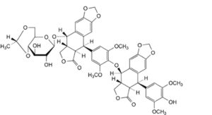 Etoposide 