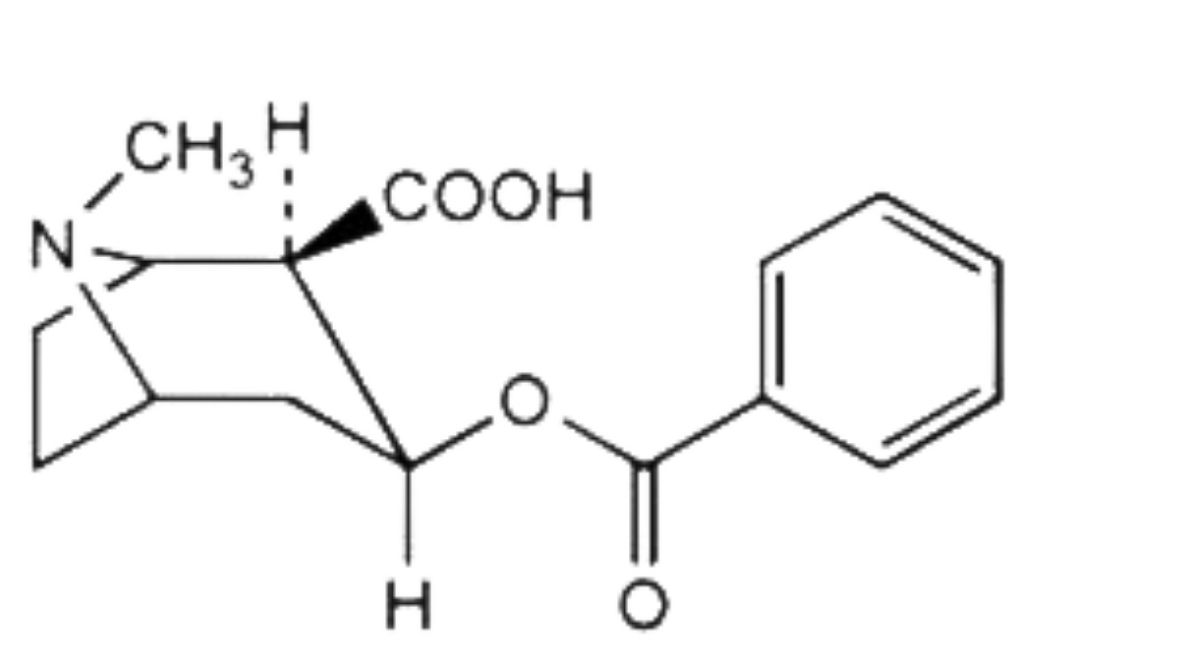 Benzoylecgonine