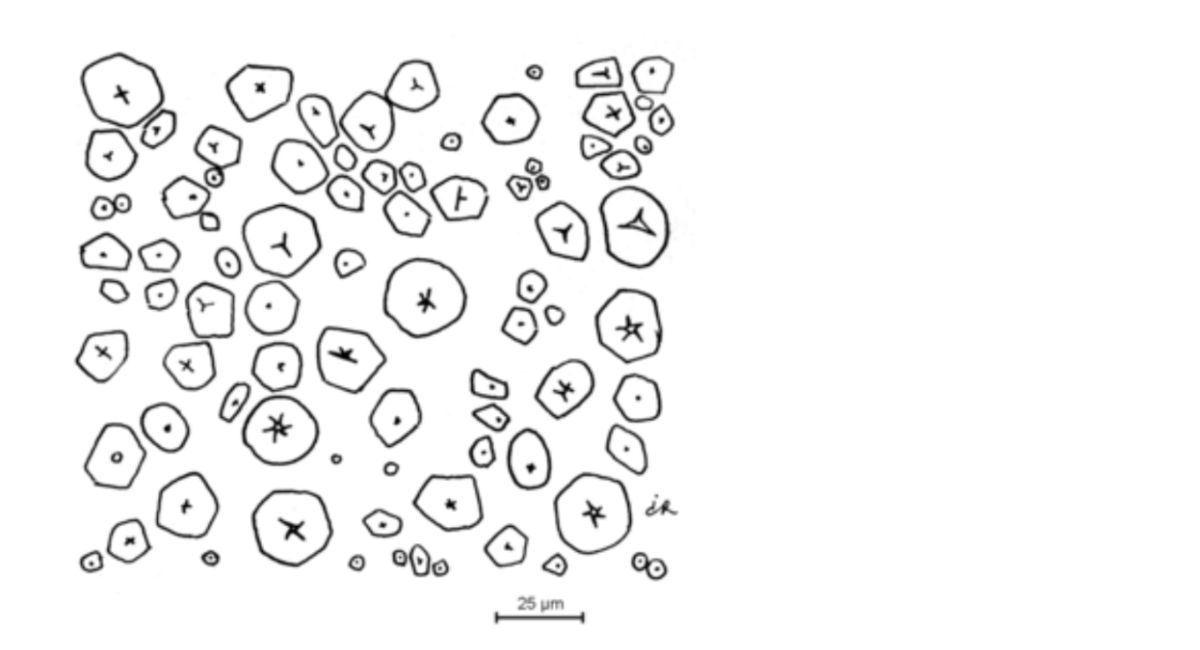 Illustration for identification test A of maize starch