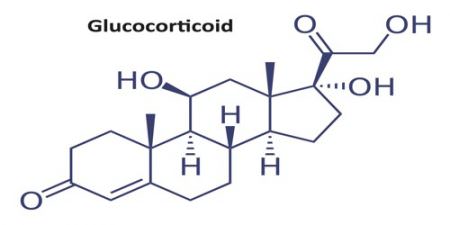 Glucocorticoid