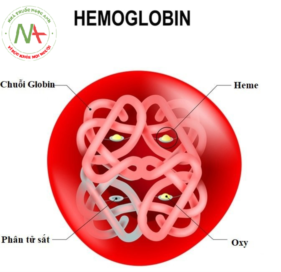 Hemoglobin hay còn được gọi là huyết sắc tố