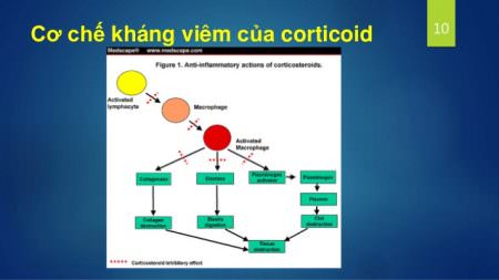 cơ chế chống viêm của corticoid