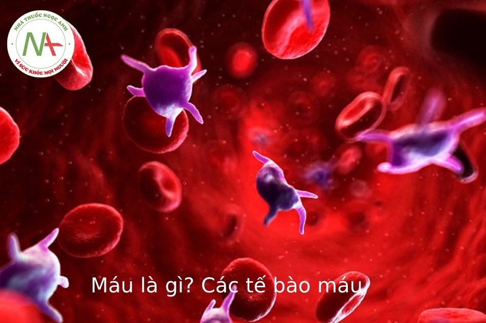 Máu là gì? Các loại tế bào máu? Cấu tạo của máu, chức năng của máu