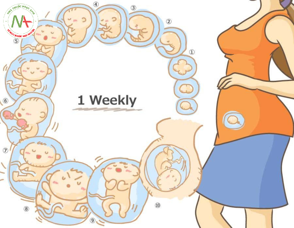 Ảnh hưởng bởi sự thay đổi Hormone của mẹ trong thời kỳ mang thai