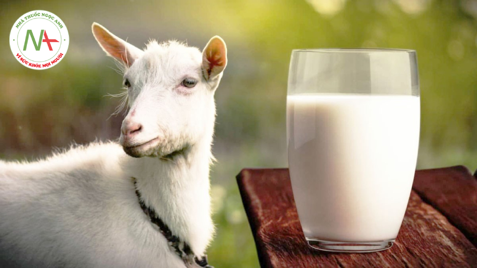 Sữa dê là giải pháp thay thế hàng đầu cho những trẻ bị dị ứng sữa bò