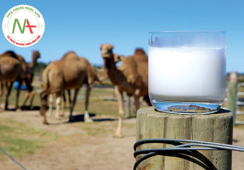 Sữa lạc đà là loại sữa rất được ưa chuộng trong nhiều nền văn hóa