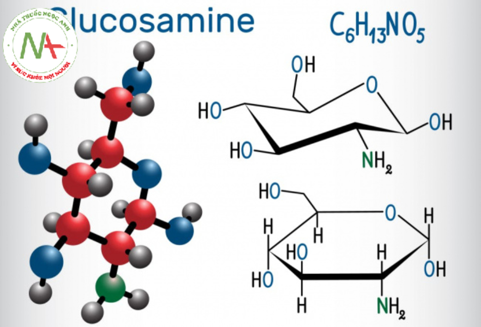Glucosamine được tìm thấy tự nhiên trong các mô liên kết 