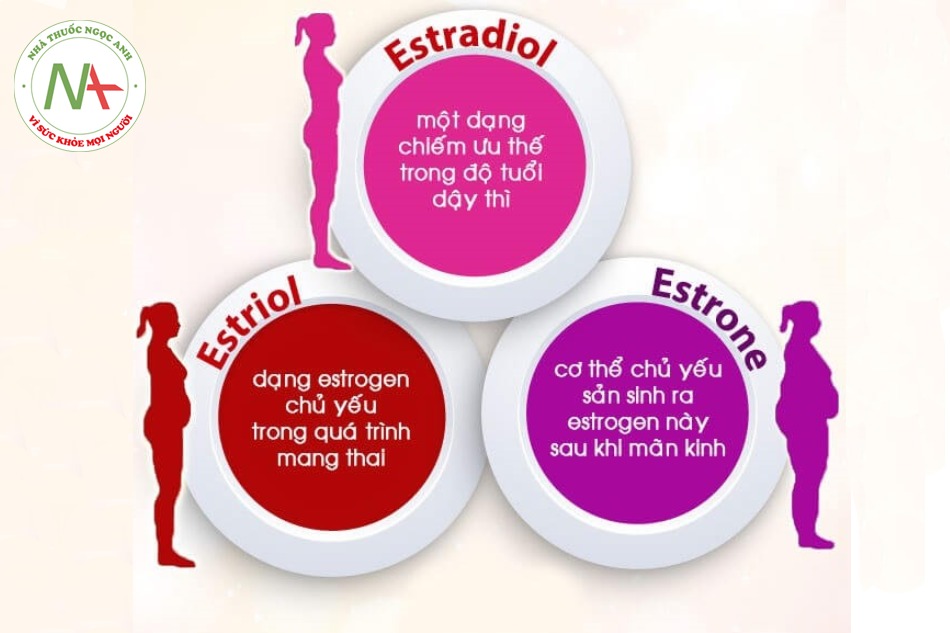 Có 3 loại estrogen là estrone, estradiol và estriol.