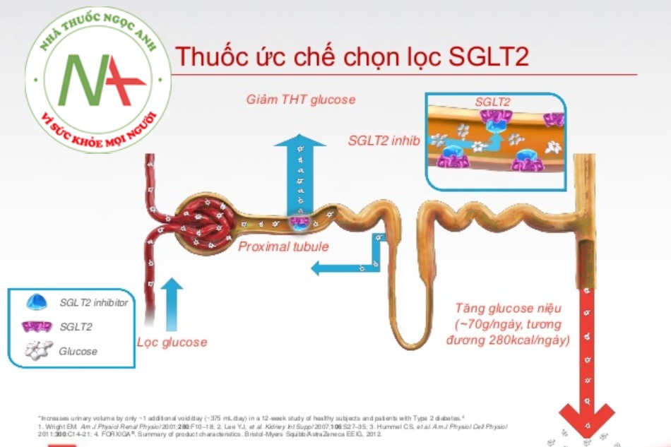 Thuốc tiểu đường - thuốc ức chế chọn lọc SGLT2