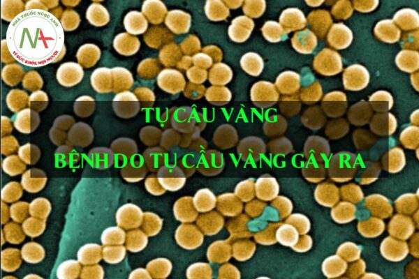Tụ cầu vàng (Staphylococcus aureus) gây bệnh gì? Cách điều trị