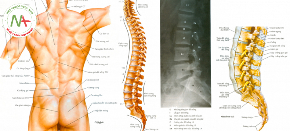 Hội chứng thắt lưng – hông