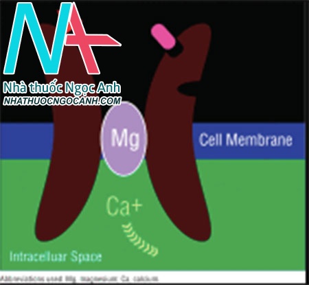 Hình 1: Thụ thể/kênh N-methyl-D-aspartate glutamate xuyên màng