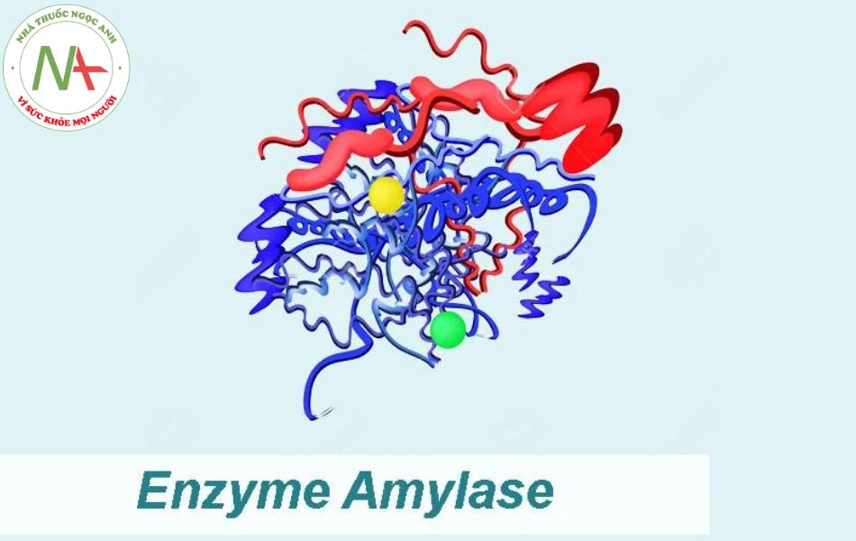 Hình ảnh: Enzyme Amylase