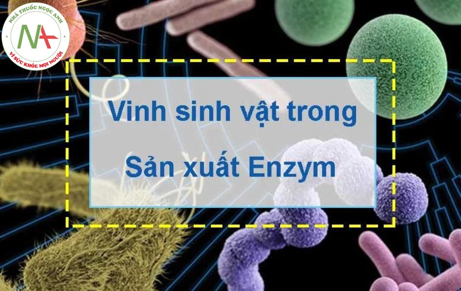 Ứng dụng vi sinh vật trong sản xuất enzym