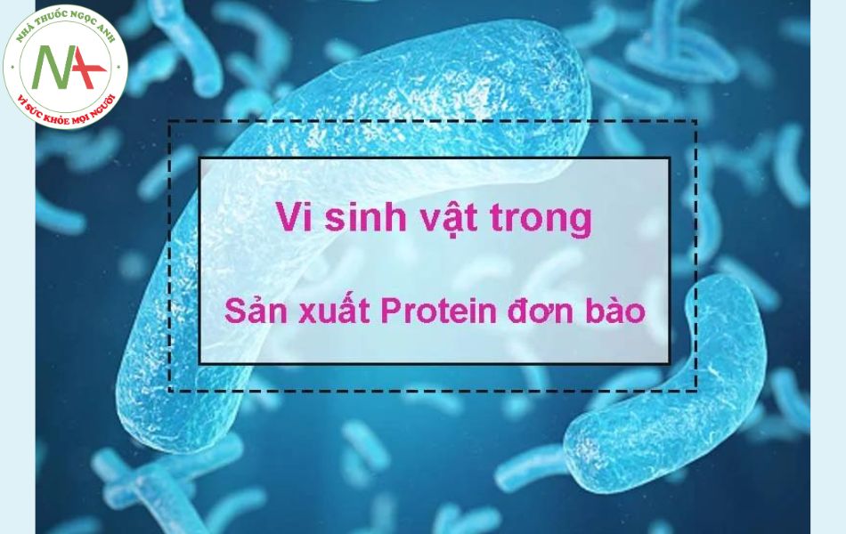 Ứng dụng vi sinh vật trong sản xuất các protein đơn bào