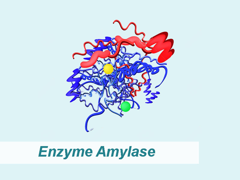 Enzyme Amylase