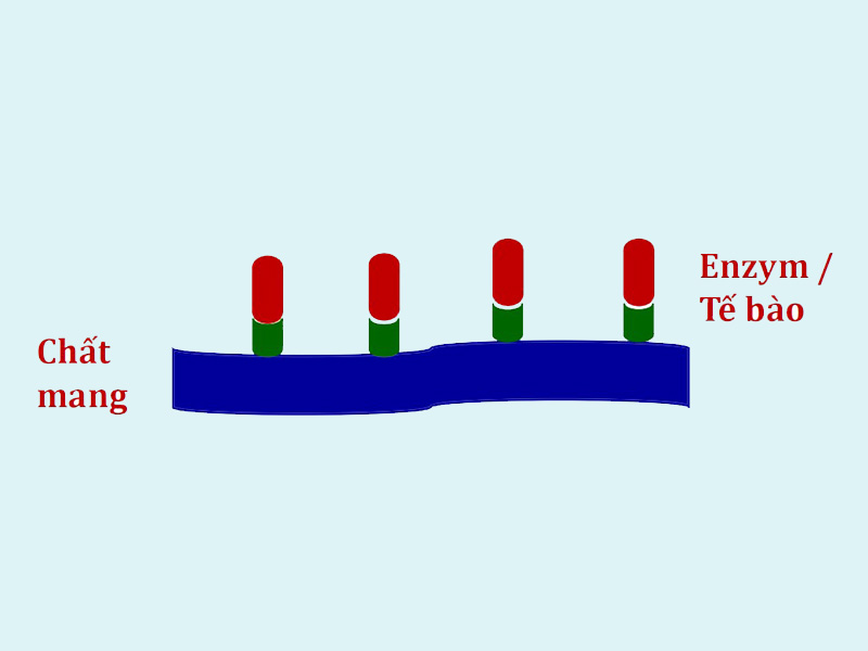 Cấu trúc hệ cố định enzyme và tế bào