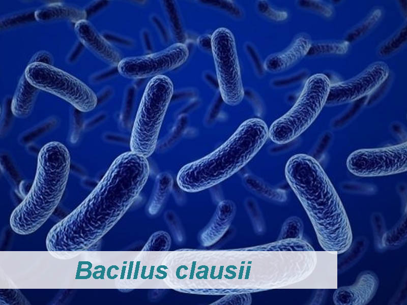 Bacillus clausii