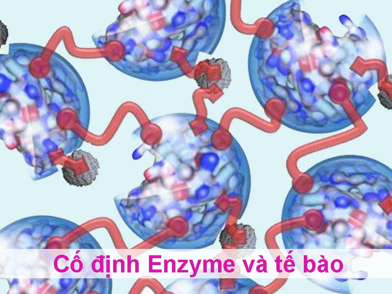 kỹ thuật cố định enzyme và tế bào