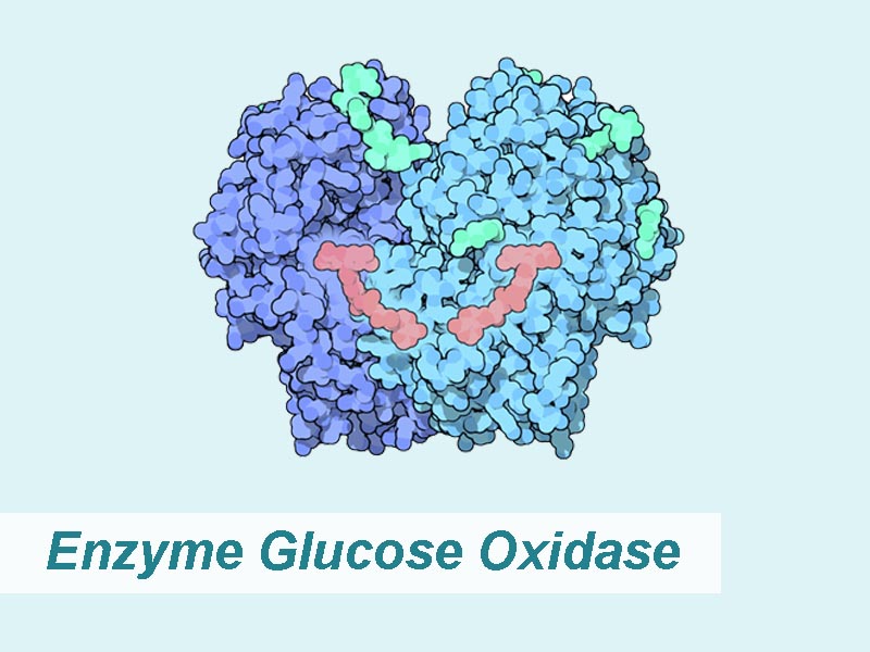 Enzyme Glucose Oxidase 