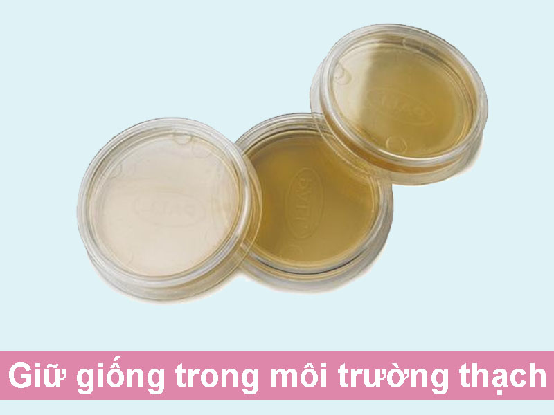 Giữ giống trong môi trường thạch