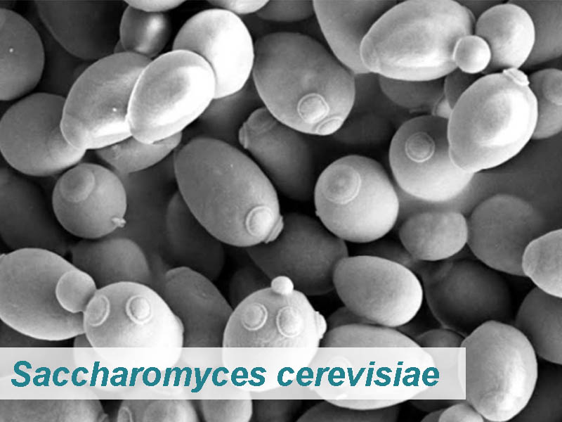 Nấm men Saccharomyces cerevisiae