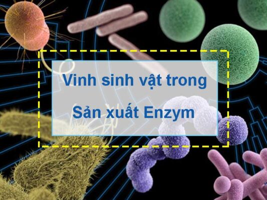 Ứng dụng vi sinh vật trong sản xuất enzym