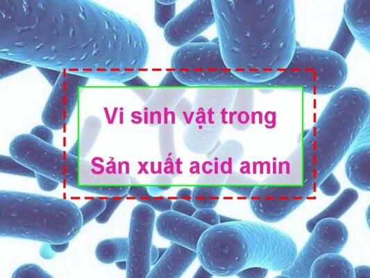 Ứng dụng vi sinh vật trong sản xuất các acid amin
