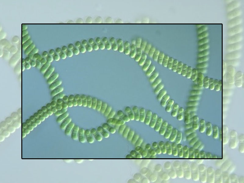 vi tảo Spirulina