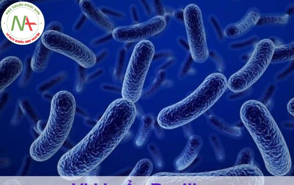Hình ảnh: Vi khuẩn Bacillus