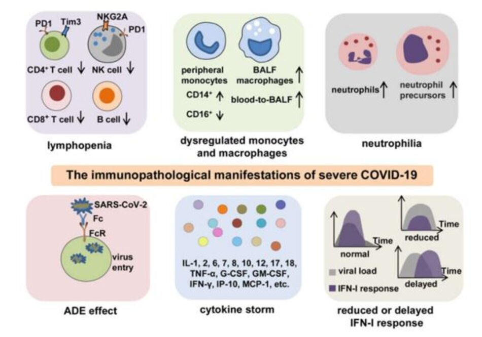 Hình 2 Các bệnh lý miễn dịch quan trọng của COVID-19 nặng. Các biểu hiện bệnh lý miễn dịch của COVID- 19 bao gồm giảm bạch cầu lympho, rối loạn điều hòa bạch cầu đơn nhân và đại thực bào, tăng bạch cầu đa nhân trung tính, ADE, giảm hoặc chậm đáp ứng IFN-I và CS. Giảm bạch cầu lympho thường thấy ở COVID-19 nặng. Ngoài số lượng giảm, tế bào lympho thường biểu hiện kiểu hình kiệt sức với sự biểu hiện của các dấu hiệu kiệt sức PD-1, Tim-3 hoặc NKG2A ở mức độ cao hơn. Các tế bào đơn nhân ngoại vi biểu hiện sự thay đổi kiểu hình từ CD16 + sang CD14 +, và các đại thực bào BALF được tăng lên với quá trình chuyển đổi máu thành BALF. Số lượng bạch cầu đa nhân trung tính tăng lên khi có sự hiện diện của tiền chất bạch cầu đa nhân trung tính trong máu ngoại vi, đặc biệt ở những bệnh nhân bị COVID-19 nặng. Sự tồn tại có thể có của ADE làm tăng sự xâm nhập của SARS-CoV-2 vào tế bào thông qua sự tương tác giữa các vùng Fc và các thụ thể Fc, dẫn đến sự trầm trọng thêm của COVID-19. CS được đặc trưng bởi nồng độ chất trung gian gây viêm tăng cao và là đặc điểm đặc biệt trung tâm đối với kết quả kém ở những bệnh nhân bị nhiễm trùng nặng hoặc nguy kịch. Đáp ứng IFN-I giảm hoặc chậm làm cản trở sự thanh thải của virus và gây ra quá trình tăng viêm nghịch lý, do đó làm xấu đi tiên lượng ở bệnh nhân COVID-19. BALF: dịch rửa phế quản phế nang, ADE: tăng cường phụ thuộc vào kháng thể 