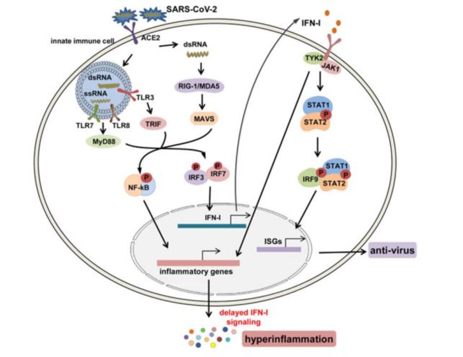 Hình 3 Các con đường tín hiệu cho sự sản sinh và chức năng của IFN-I sau khi nhiễm SARS-CoV-2. Sau khi lây nhiễm, các ssRNA của bộ gen và các chất trung gian dsRNA sao chép của SARS-CoV-2 được nhận biết bởi các thụ thể giống như thụ thể nội bào TLR3, 7, 8 và cảm biến RNA tế bào, RIG-1/MDA5; tiếp theo, các yếu tố phiên mã xuôi dòng bao gồm NF-κB và IRF3/7 được kích hoạt để tạo ra các cytokine tiền viêm và IFN-I. IFN-I có thể kích hoạt con đường JAK1/TYK2 – STAT1/2, thúc đẩy sự hình thành phức hợp STAT1/2/IRF9 và bắt đầu phiên mã ISG để tạo ra các chất trung gian chống vi rút và nó cũng có thể kích hoạt không theo cách thông thường các con đường gây viêm như NF Các con đường -κB và MAPK để gây ra sự biểu hiện của các cytokine tiền viêm và quá trình viêm siêu vi nghịch lý trong COVID-19