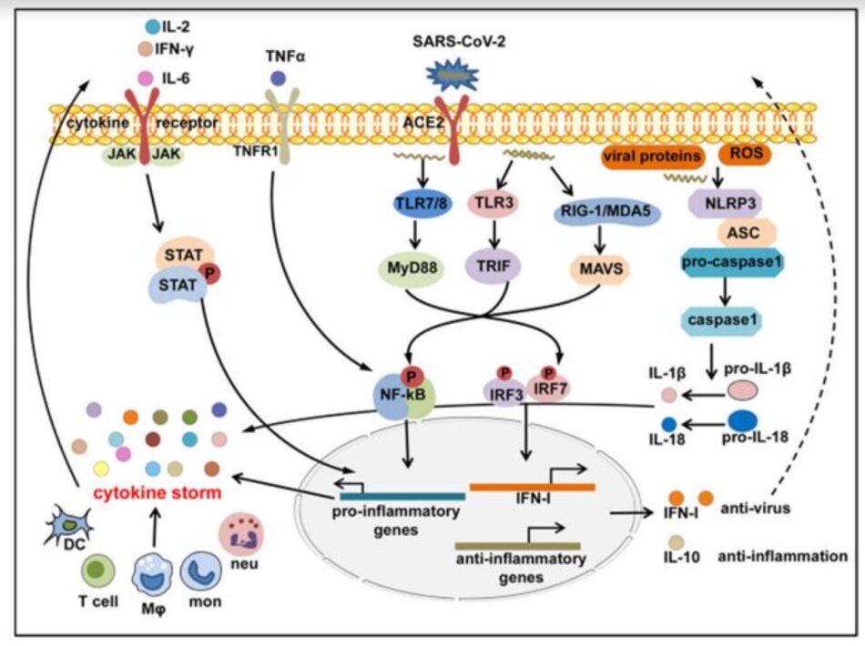 Hình 5 Các tầng tín hiệu viêm được kích hoạt trong COVID-CS. SARS-CoV-2 xâm nhập vào tế bào vật chủ và được cảm nhận bởi các thụ thể giống như số (TLR) 3, 7, 8; RIG-I-like receptor, RIG-I hoặc MDA5; và thụ thể giống NOD, NLRP3, cũng có thể được kích hoạt trực tiếp bởi các protein của virus hoặc ROS được giải phóng bởi các tế bào apoptotic hoặc bị viêm. Các yếu tố phiên mã xuôi dòng IRF3/7 được kích hoạt để tạo ra IFN-I và quá trình siêu viêm nghịch lý liên quan; NF-κB được kích hoạt để tạo ra các cytokine gây viêm; và NLRP3 thể viêm được kích hoạt để tạo ra IL-1β và IL-18 trưởng thành. Các cytokine chống viêm như IL-6, IL-2, TNF-α, và IFN-γ lần lượt kích hoạt tín hiệu JAK-STAT hoặc NF-κB thông qua liên kết với các thụ thể của chúng biểu hiện trên các tế bào miễn dịch để tạo ra nhiều pro- các gene gây viêm, tạo thành một phản hồi tích cực để kích hoạt ngưỡng của CS. Ngược lại, các cytokine điều hòa như IL-10 được sản xuất bù trừ để chống lại sự tăng động miễn dịch