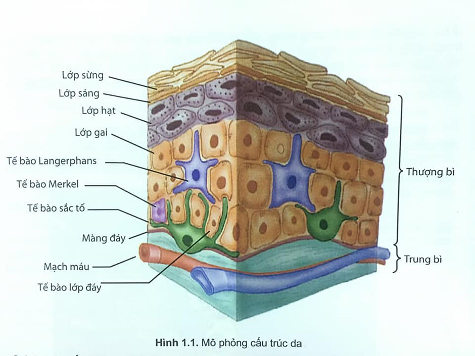 mô phỏng cấu trúc da