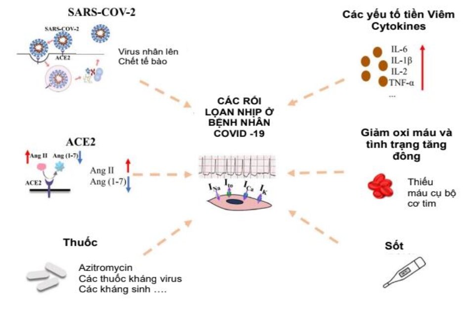 Hình ….Cơ chế của loạn nhịp tim trong COVID-19. SARSCoV-2: coronavirus- 2 hội chứng hô hấp cấp tính nặng; ACE2: Enzyme chuyển mạch-2; Angiotensin II: Ang II; Angiotensin (1-7): Ang (1-7); IK: kênh kali; INa: dòng natri; ICa: Dòng Ca2 +; IL: Interleukin.