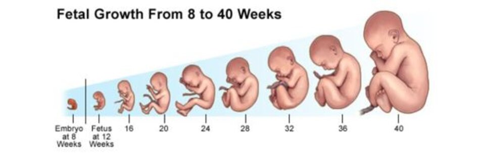 Fetal Grown From 8 to 40 Weeks