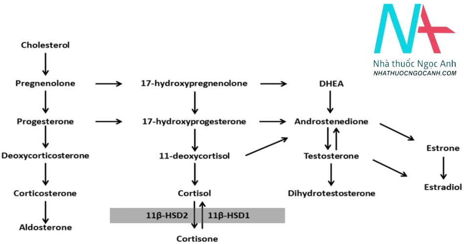 đột biến thiếu hụt 11 beta steroid dehydrogenase di truyền trên nhiễm sắc thể thường