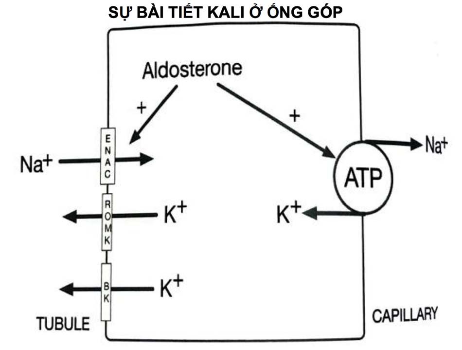 Hình 1.5 Tổng lượng K+ được bài tiết sẽ tăng nếu có mặt của aldosterone có vai trò mở các kênh Na+ và kích hoạt bơm Na+ -K+ -ATPase, sự tăng K+ trong ECF sẽ kích thích mở các kênh ROMK, còn sự tăng tốc độ dịch lọc sẽ kích hoạt mở các kênh BK, bên cạnh đó sự vận chuyển Na+ cũng sẽ tăng trong các trường hợp như: sử dụng lợi tiểu, truyền dịch, tăng lọc các anion tái hấp thu kém như có quá nhiều HCO3- , sẽ làm tăng “mang” Na+ đến ống góp.