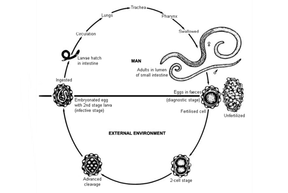 Hình 3: Diagram depicting the various stages in the life cycle of the intestinal nematode Ascaris lumbricoides