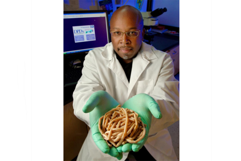 Hình 5: Laboratory technician holding a mass of Ascaris lumbricoides worms excreted by a child in Kenya