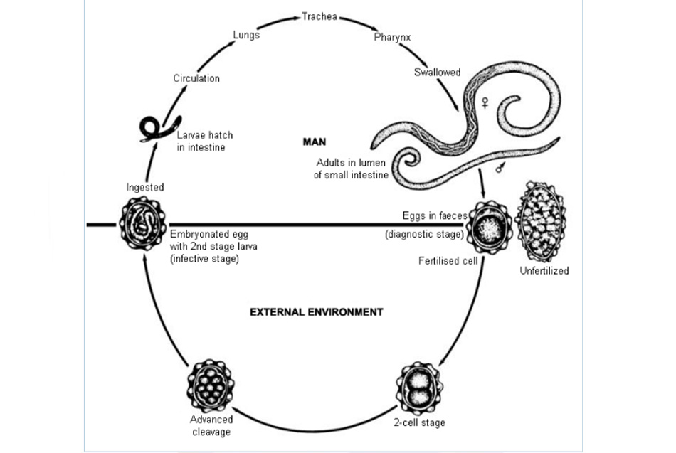 Diagram depicting the various stages in the life cycle of the intestinal nematode Ascaris lumbricoides