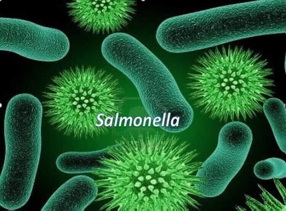 Bệnh nhiễm salmonella là bệnh gì? Nguyên nhân, dấu hiệu nhận biết, điều trị và cách phòng ngừa hiệu quả theo BMJ