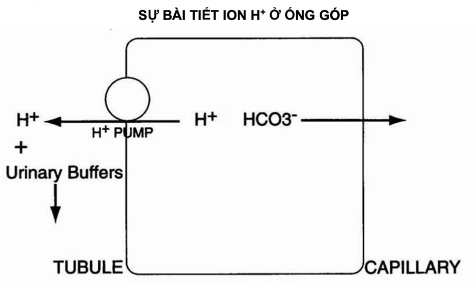 Hình 1.7 Bơm ion H+ ở ống góp giúp bài tiết một ion H+ (sẽ được bài xuất khỏi cơ thể). Nên sẽ có khuynh hướng nhập một ion HCO3- vào ECF. Khi thiếu hụt hệ thống này có thể gây toan hóa ống thận xa (type I).