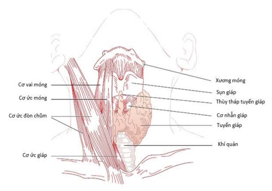 Hình 7.1: Giải phẫu đại thể tuyến giáp của người (Nhìn từ phía trước)