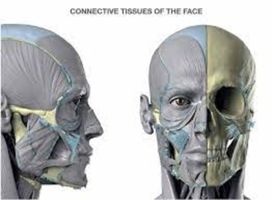 Giải phẫu khuôn mặt và ứng dụng trong phẫu thuật thẩm mỹ