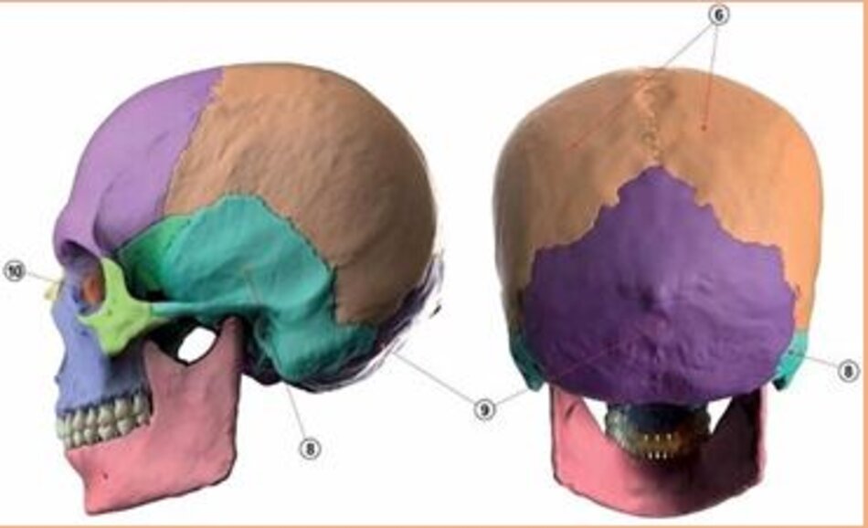 Hình 1,2,3: Những xương chính của sọ.