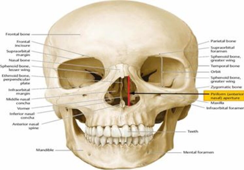  Sự tương quan của góc Columella-Labial (4) và Gai mũi trước ( Anterior Nasal Spine)