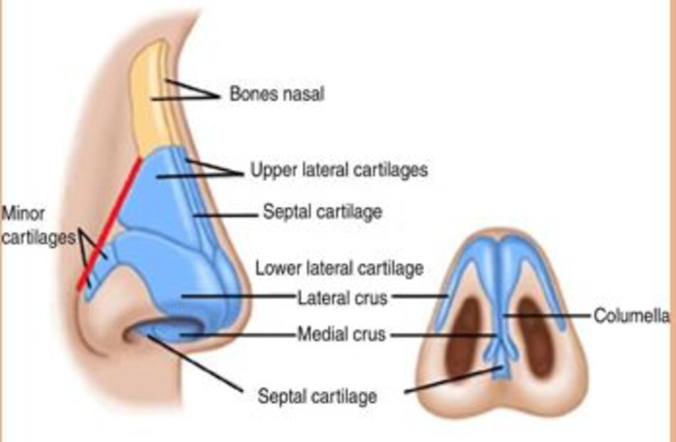 Chú thích: Bones nasal: Xương mũi Minor cartilages : Sụn nhỏ Upper lateral cartilages : Sụn trên ngoài Septal Cartilage: Sụn vách Lower lateral cartilage: Sụn dưới ngoài Lateral crus: Trụ ngoài Medial crus: Trụ trong Columella: trụ mũi