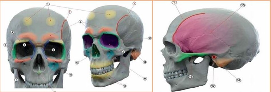 Hình 3,4,5: Mốc xương chính của xương sọ kèm chú thích thuật ngữ.